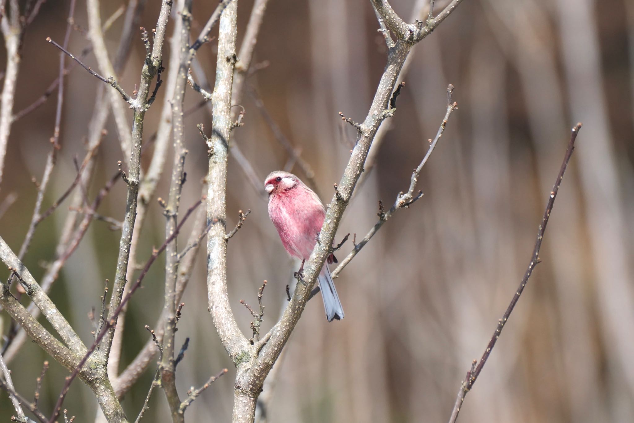 Siberian Long-tailed Rosefinch