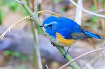 Red-flanked Bluetail Akashi Park Sat, 1/13/2024