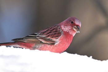 Pallas's Rosefinch Saitama Prefecture Forest Park Sat, 2/10/2024