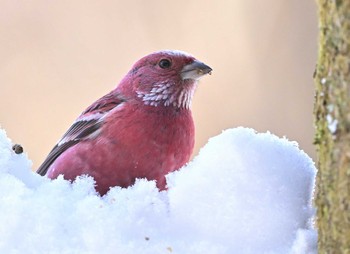 Pallas's Rosefinch Saitama Prefecture Forest Park Sat, 2/10/2024