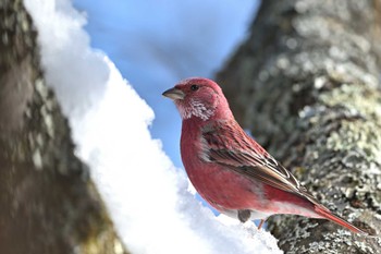 Pallas's Rosefinch Saitama Prefecture Forest Park Sat, 2/10/2024