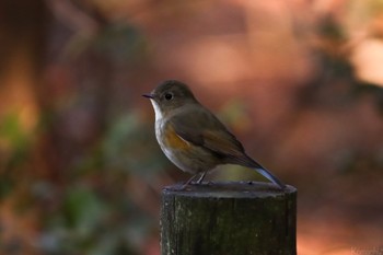 2024年2月10日(土) 荒幡富士市民の森の野鳥観察記録