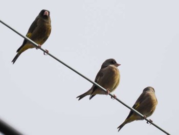 Grey-capped Greenfinch 宗像・福津周辺(福岡県) Thu, 12/28/2023