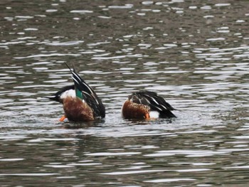 Northern Shoveler 宗像・福津周辺(福岡県) Thu, 12/28/2023