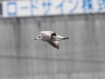 Common Gull 宗像・福津周辺(福岡県) Thu, 12/28/2023