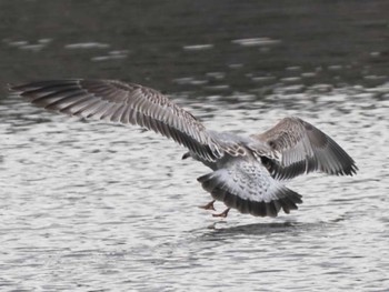 Common Gull 宗像・福津周辺(福岡県) Thu, 12/28/2023