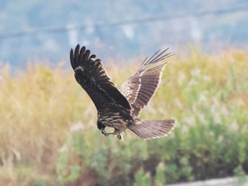 Black Kite 宗像・福津周辺(福岡県) Thu, 12/28/2023