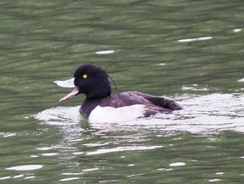 Tufted Duck 宗像・福津周辺(福岡県) Thu, 12/28/2023