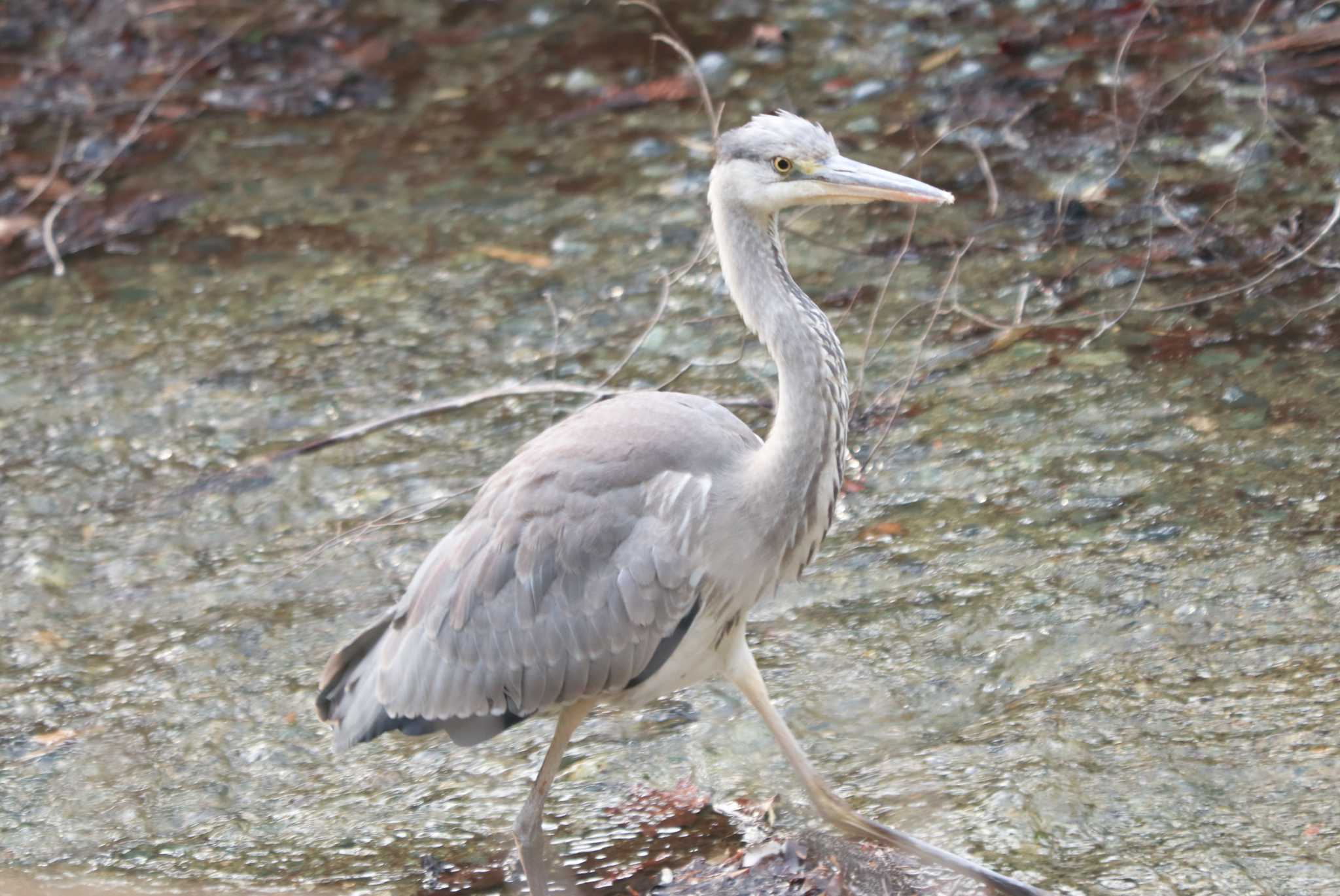 Grey Heron