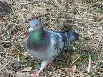 カワラバト こども自然公園 (大池公園/横浜市) 2024年2月10日(土)