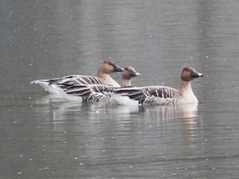 2023年12月24日(日) 多礼ダム(福岡県)の野鳥観察記録