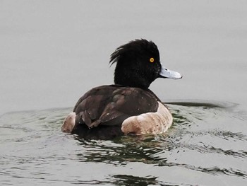 Tufted Duck 多礼ダム(福岡県) Sun, 12/24/2023