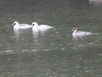 Smew 多礼ダム(福岡県) Sun, 12/24/2023