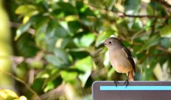 Daurian Redstart 桶ケ谷沼 Sun, 1/28/2024