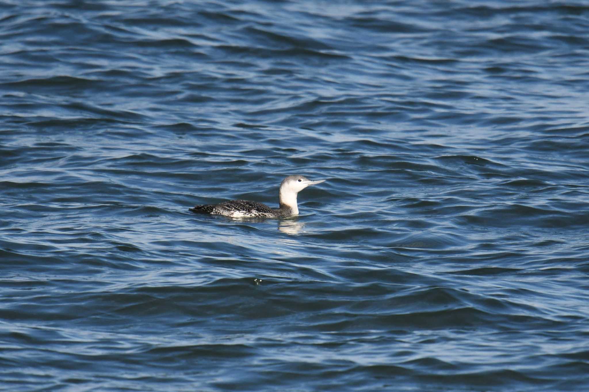 Photo of Red-throated Loon at 千葉県 by あひる