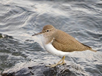 イソシギ 東京港野鳥公園 2024年2月10日(土)