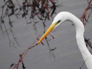 Sun, 12/24/2023 Birding report at 久末ダム(福岡県)