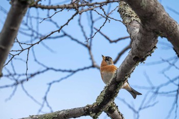 Brambling 京都府立植物園 Sun, 2/11/2024