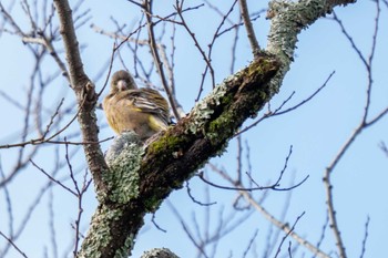 Grey-capped Greenfinch 京都府立植物園 Sun, 2/11/2024