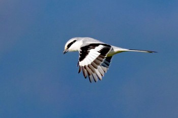 Chinese Grey Shrike Unknown Spots Thu, 1/25/2024