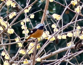 Daurian Redstart 裏高尾 Sat, 2/10/2024