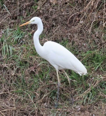 チュウダイサギ 目久尻川 2024年2月2日(金)