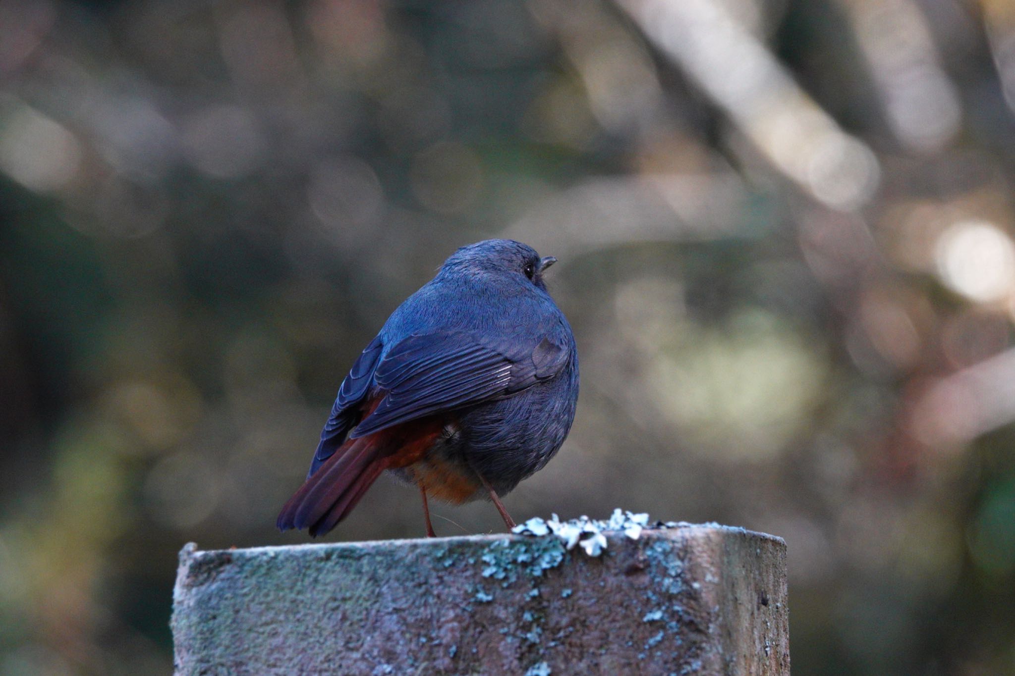 Photo of Plumbeous Water Redstart at 阿里山国家森林遊楽区 by のどか