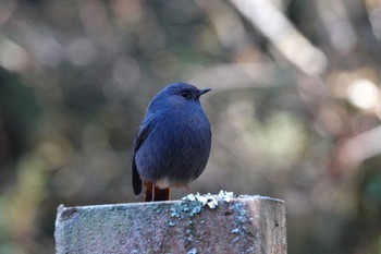 Plumbeous Water Redstart 阿里山国家森林遊楽区 Mon, 1/22/2024