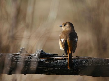 2024年2月10日(土) 高崎自然の森の野鳥観察記録