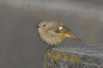 Sun, 2/11/2024 Birding report at 愛知県豊田市やつば池