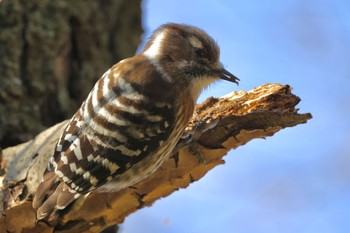 コゲラ 野川公園 2024年2月10日(土)