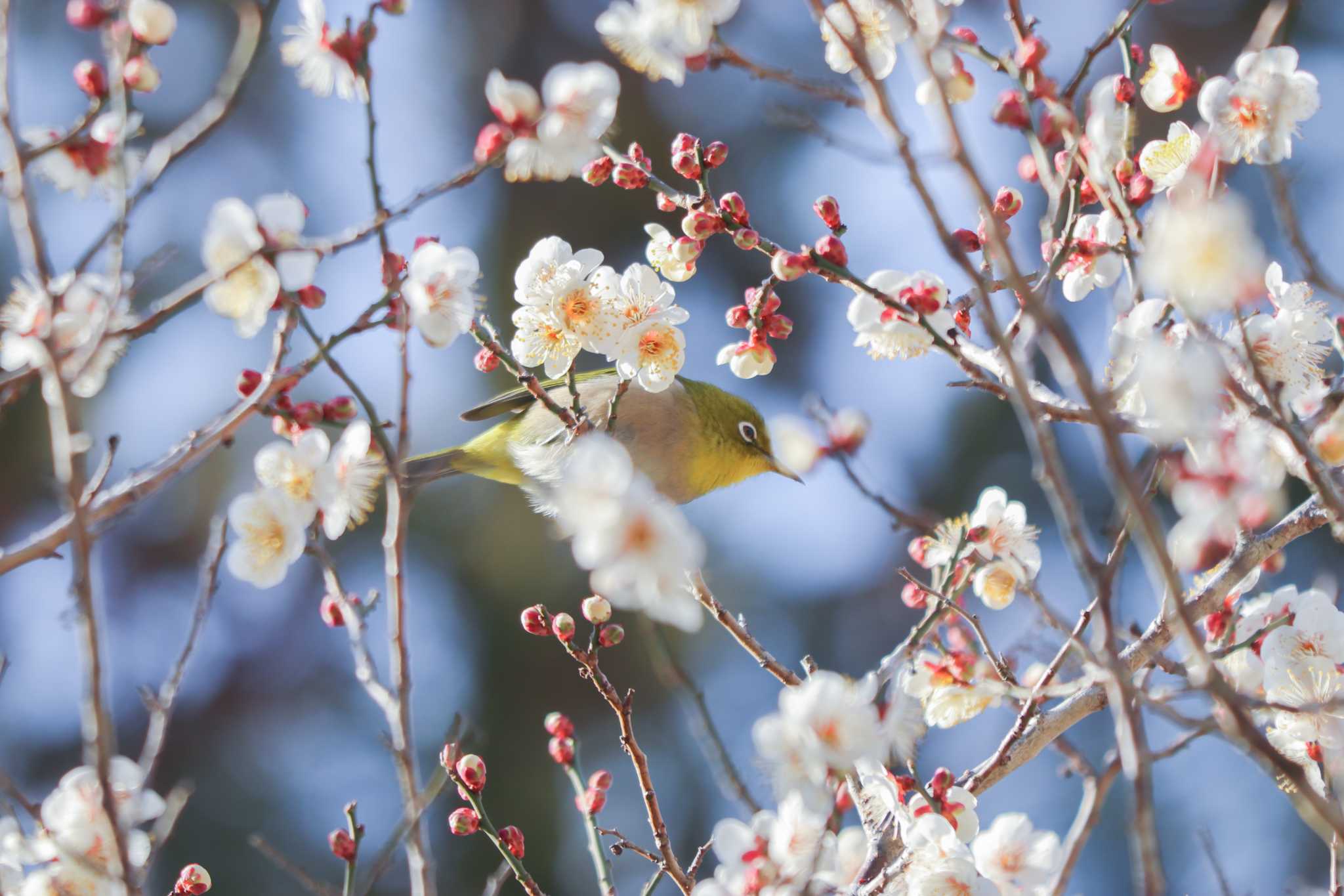 Warbling White-eye