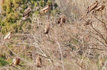 Thu, 2/8/2024 Birding report at 岐阜県養老郡