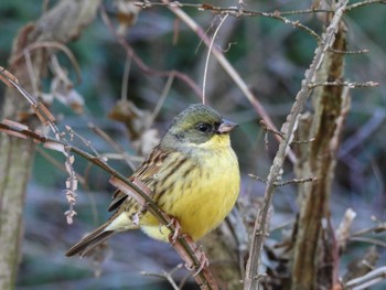 2024年2月11日(日) 舞岡公園の野鳥観察記録