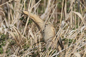 Eurasian Bittern 大阪府 Sun, 2/11/2024