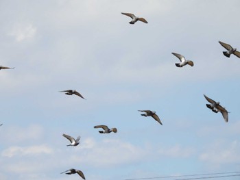 2024年2月11日(日) 境川遊水池の野鳥観察記録