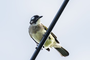 Light-vented Bulbul Unknown Spots Tue, 11/7/2023