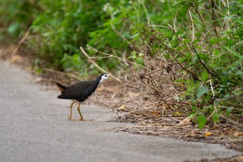 White-breasted Waterhen Ishigaki Island Tue, 11/7/2023