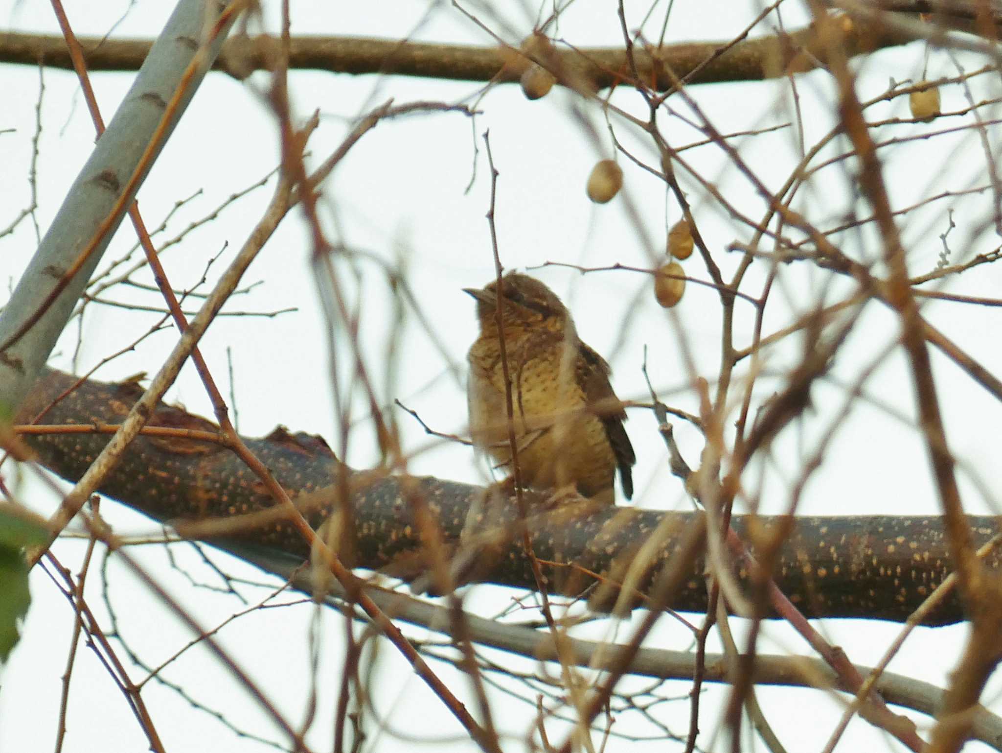 Eurasian Wryneck