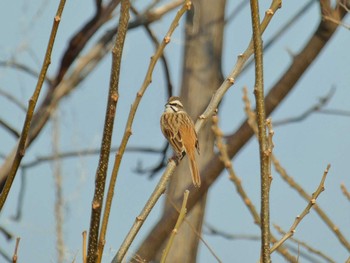 2024年2月11日(日) 淀川河川公園の野鳥観察記録