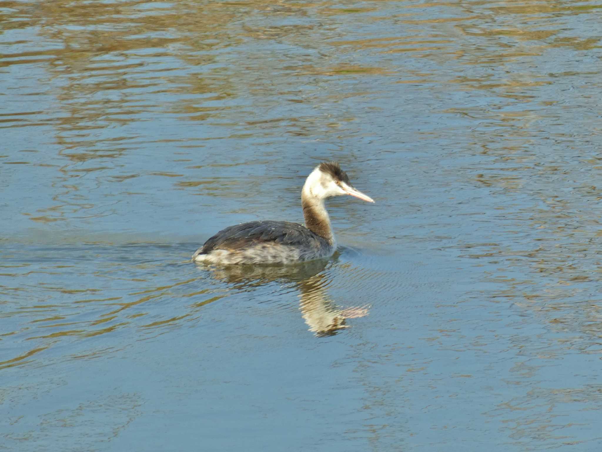 Great Crested Grebe