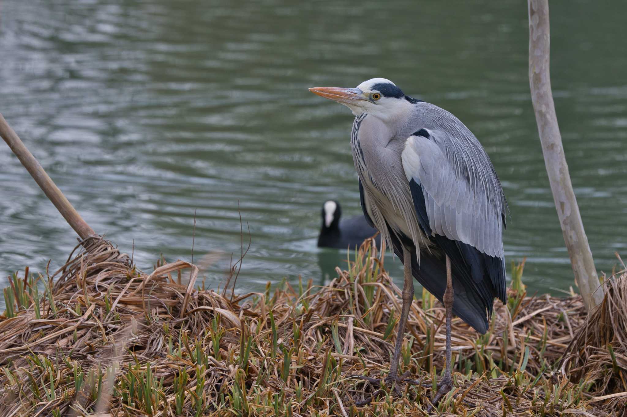 Photo of Grey Heron at 馬見丘陵公園 by アカウント15049