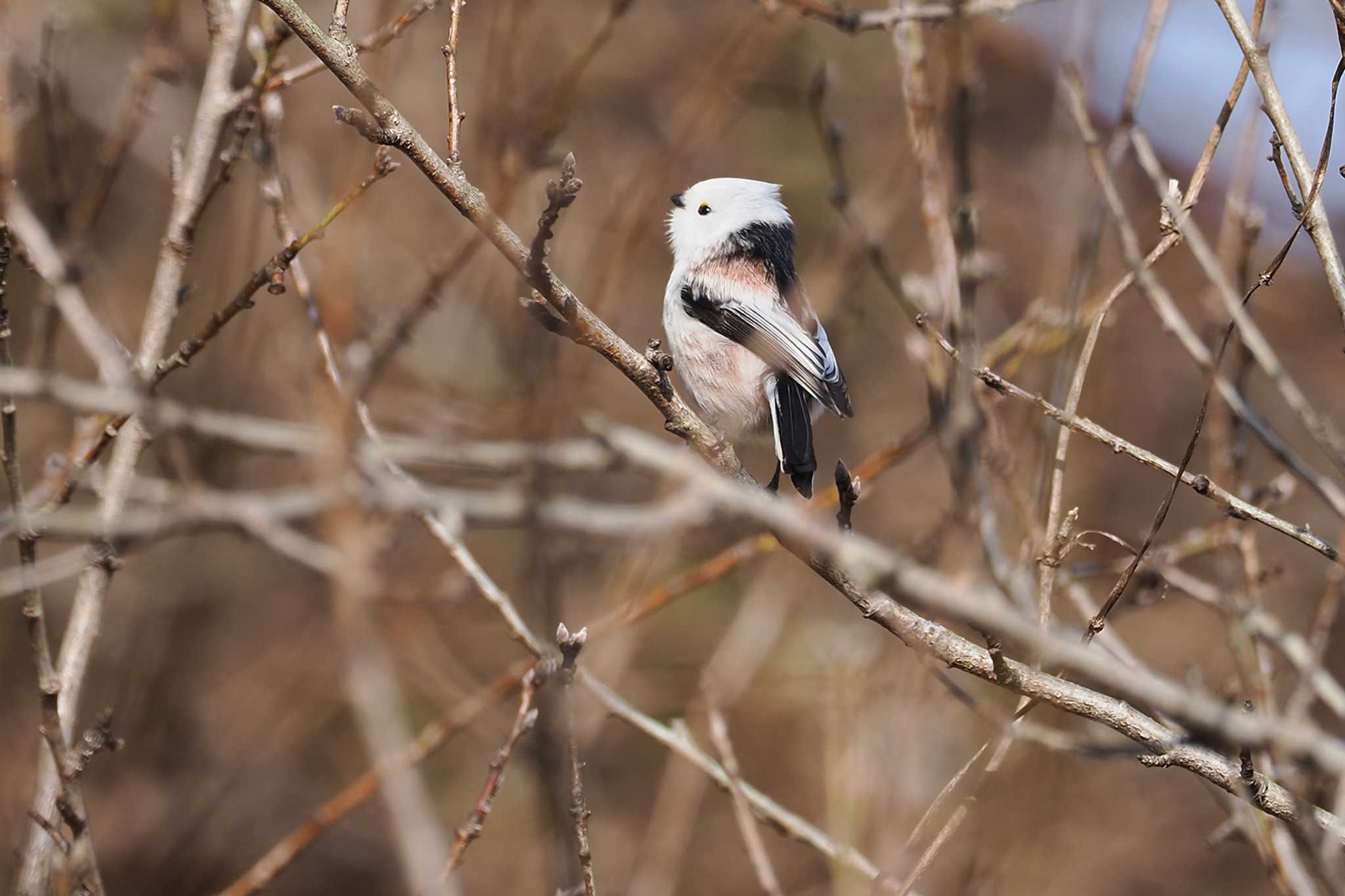 Long-tailed tit(japonicus)