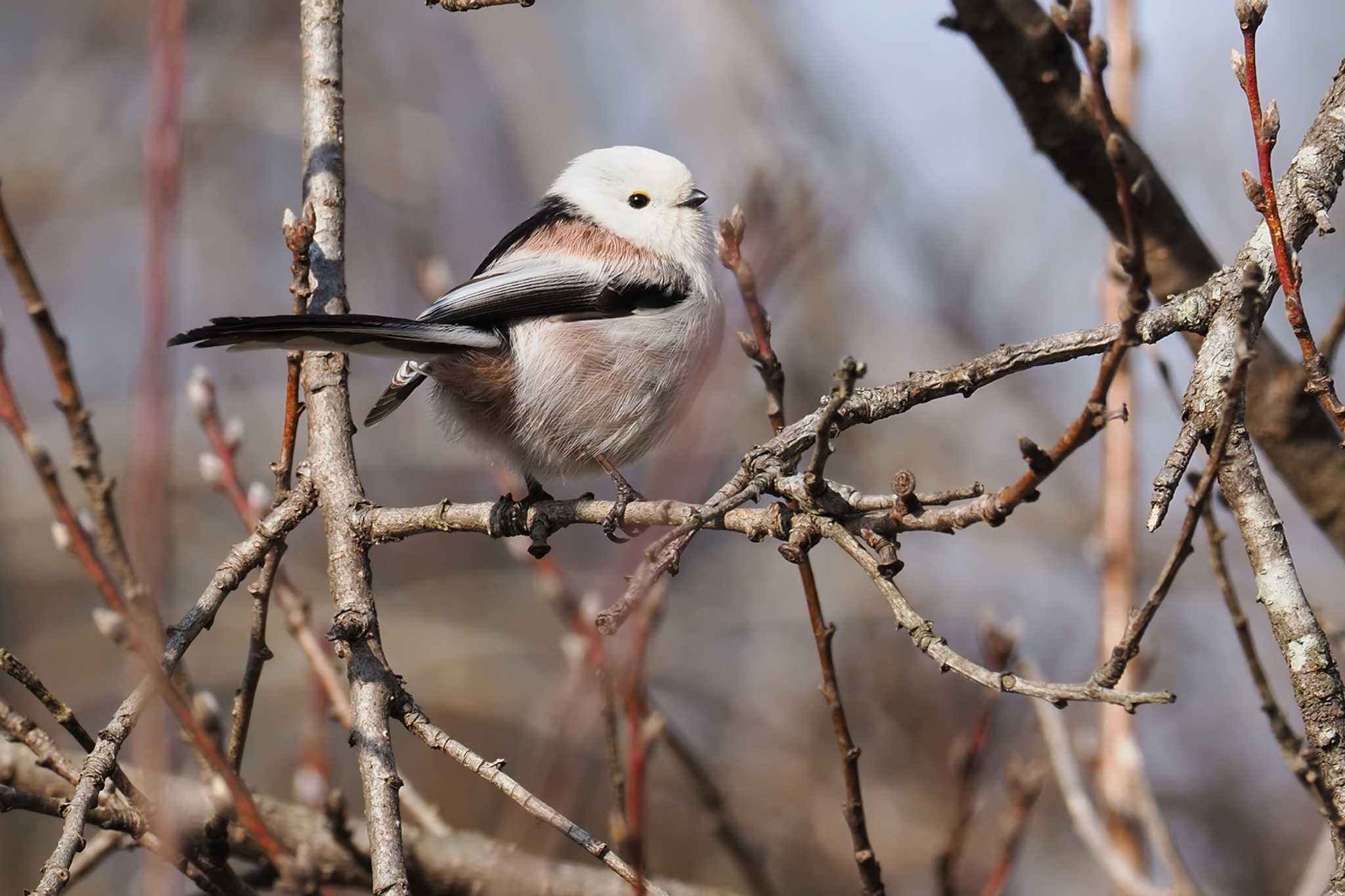 Long-tailed tit(japonicus)