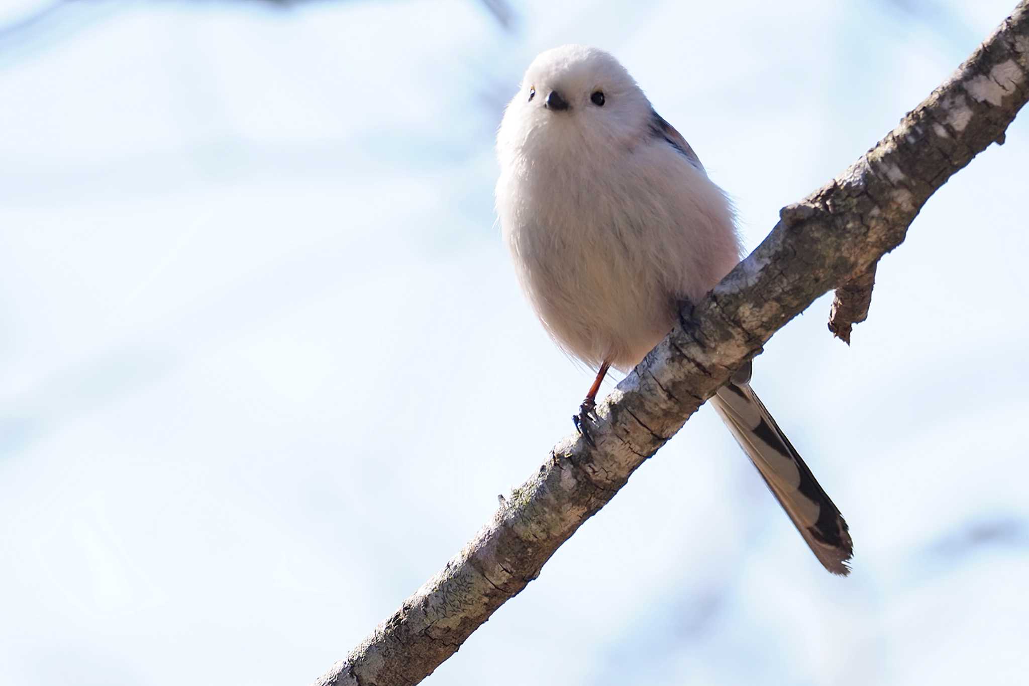 Long-tailed tit(japonicus)