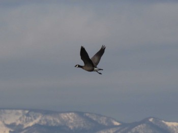 Cackling Goose Izunuma Wed, 2/7/2024