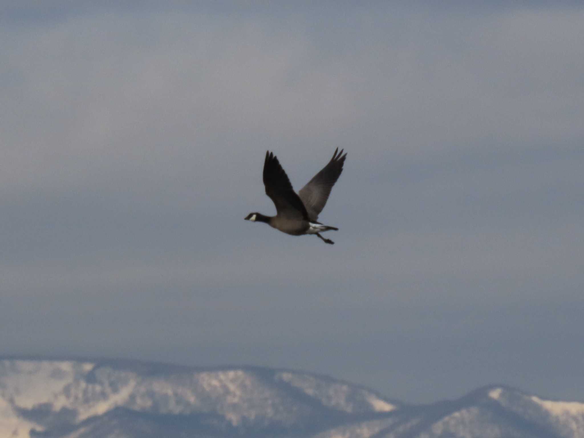 シジュウカラガン