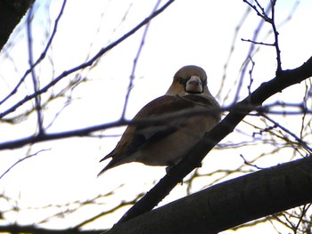 Hawfinch 笠松みなと公園 Sun, 2/11/2024