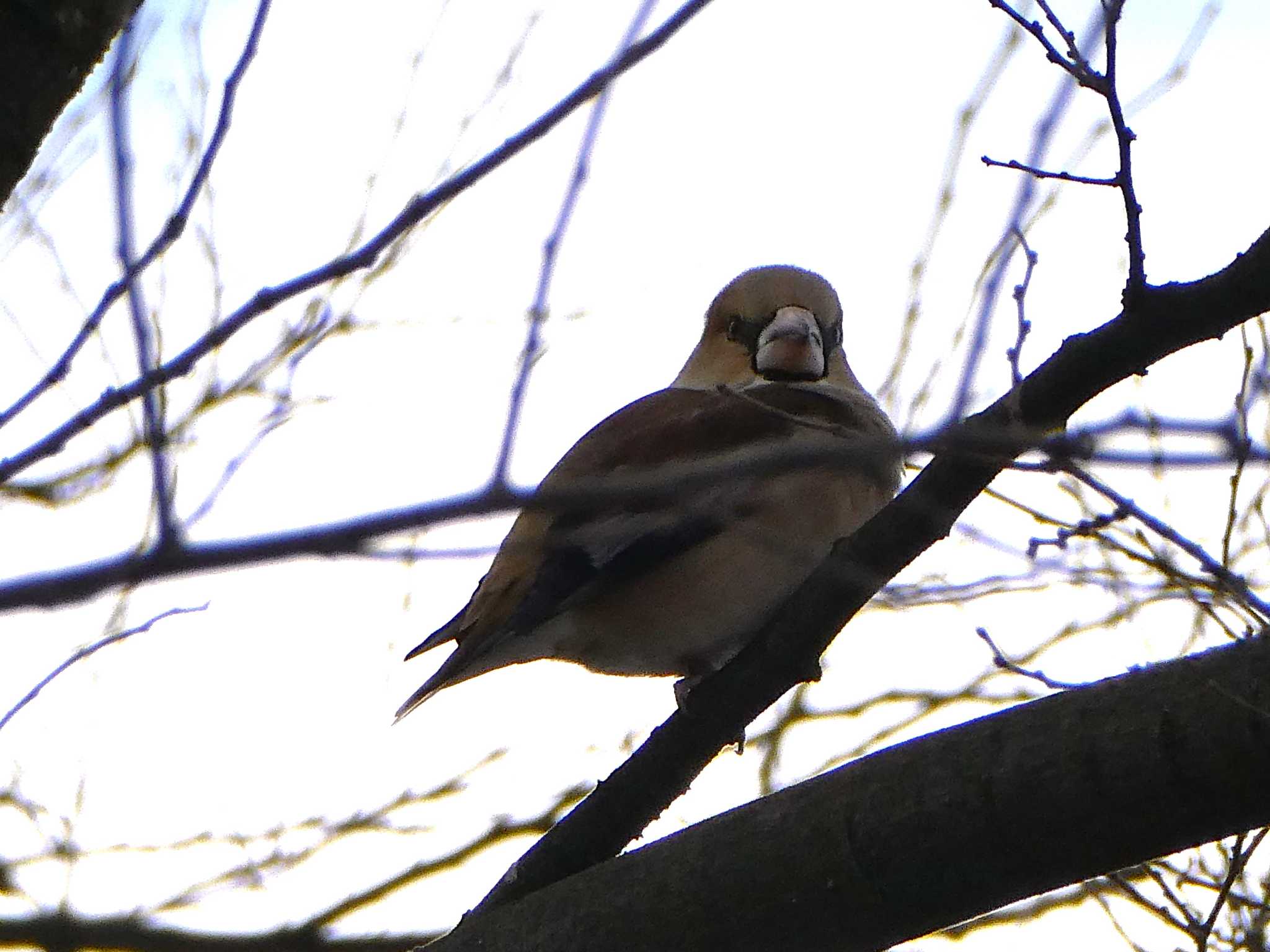 Photo of Hawfinch at 笠松みなと公園 by ネジ