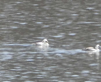 Smew 笠松みなと公園 Sun, 2/11/2024